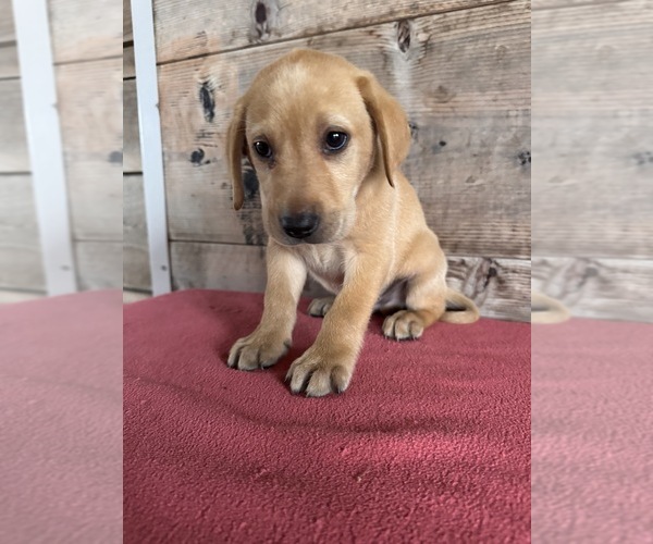 Medium Photo #6 Labrador Retriever Puppy For Sale in VERMONTVILLE, MI, USA