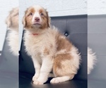 Small Photo #5 Australian Shepherd Puppy For Sale in CINCINNATI, OH, USA