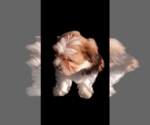 Small Photo #4 Morkie Puppy For Sale in FORT WORTH, TX, USA
