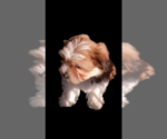 Small #3 Morkie