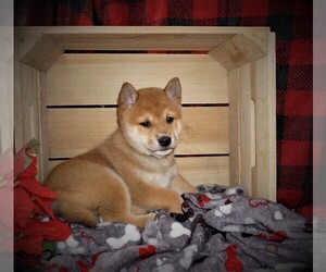 Shiba Inu Puppy for sale in LUBLIN, WI, USA