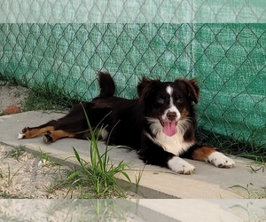 Miniature Australian Shepherd Puppy for sale in ELIZABETH CITY, NC, USA