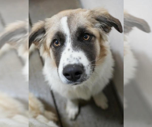 Medium Photo #1 Great Pyrenees-Unknown Mix Puppy For Sale in Brooklyn, NY, USA