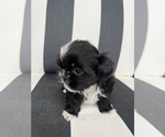 Small Photo #2 Shih Tzu Puppy For Sale in BEAVER, UT, USA