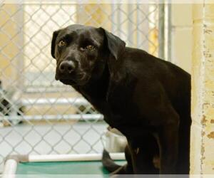 Labrador Retriever-Unknown Mix Dogs for adoption in Tulsa, OK, USA