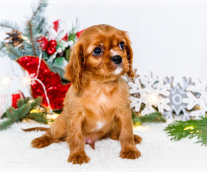Medium Cavalier King Charles Spaniel