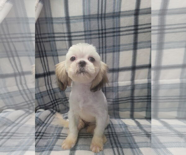 Medium Photo #4 Shih Tzu Puppy For Sale in Lincolnwood, IL, USA