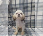 Small #3 Shih Tzu