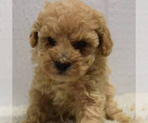 Goldendoodle (Miniature) Puppy for sale in SAVANNAH, TN, USA