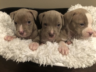 American Pit Bull Terrier Puppy for sale in ALABASTER, AL, USA