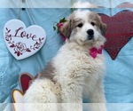 Small Photo #1 Great Pyrenees Puppy For Sale in LANCASTER, PA, USA