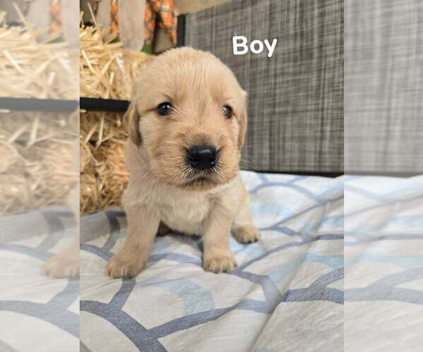 Medium Photo #3 Golden Retriever Puppy For Sale in LYNCHBURG, VA, USA