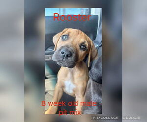 Mutt Dogs for adoption in Jacksonville, NC, USA