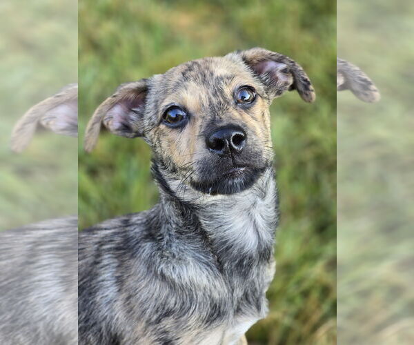 Medium Photo #2 Dachshund-Plott Hound Mix Puppy For Sale in The Woodlands, TX, USA