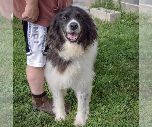 Medium Photo #3 Collie-Great Pyrenees Mix Puppy For Sale in Huntley, IL, USA