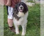 Small #2 Collie-Great Pyrenees Mix