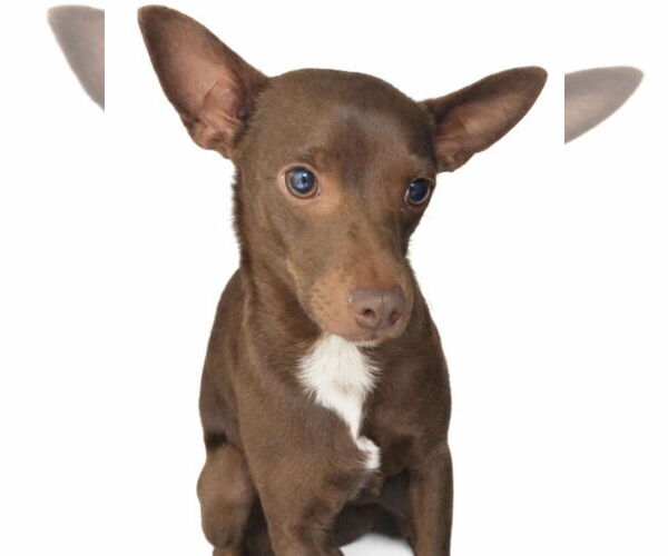 Medium Photo #4 Chihuahua-Unknown Mix Puppy For Sale in Grafton, WI, USA