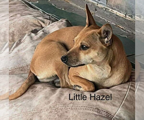 Medium Photo #15 Chihuahua-Unknown Mix Puppy For Sale in McKinney, TX, USA