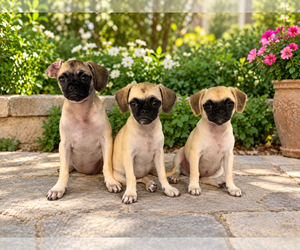 Puggle Dogs for adoption in Lake Elsinore, CA, USA