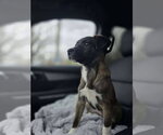 Small #1 German Shepherd Dog Mix