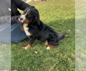 Mother of the Bernese Mountain Dog puppies born on 03/20/2023