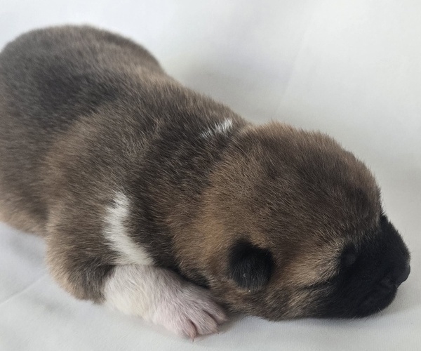 Medium Photo #3 Akita Puppy For Sale in STRAFFORD, MO, USA