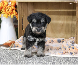 Schnauzer (Miniature) Puppy for sale in SYRACUSE, IN, USA