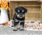 Small Schnauzer (Miniature)