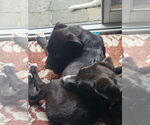 Small #12 Labrador Retriever Mix