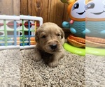 Small #18 Golden Retriever