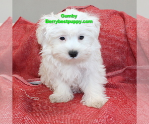 Maltese Dog for Adoption in JUNIPER HILLS, California USA
