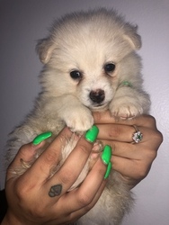 Pomeranian Puppy for sale in ROYAL PALM BEACH, FL, USA