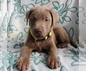 Labrador Retriever Puppy for sale in CHARLOTT HALL, MD, USA