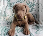Small Photo #1 Labrador Retriever Puppy For Sale in CHARLOTT HALL, MD, USA