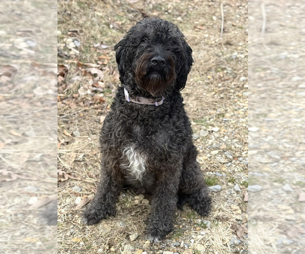 Medium Photo #1 Labradoodle Puppy For Sale in CANTON, NC, USA