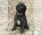 Small Photo #1 Labradoodle Puppy For Sale in CANTON, NC, USA