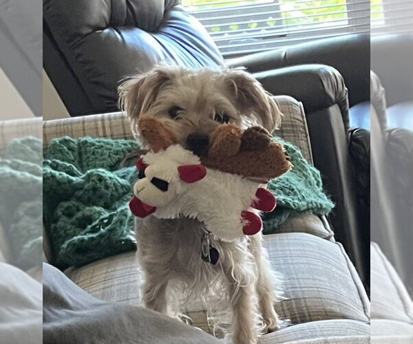 Medium Photo #1 Mutt Puppy For Sale in Allentown,, PA, USA