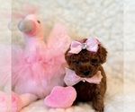 Small #1 Poodle (Toy)