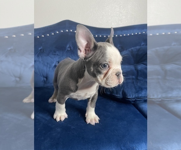 Medium Photo #22 French Bulldog Puppy For Sale in LAS VEGAS, NV, USA