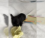 Small #4 French Bulldog