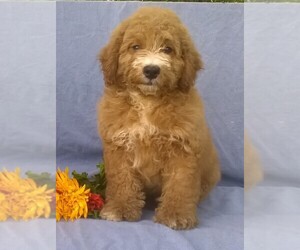Aussiedoodle Miniature  Puppy for sale in FREDERICKSBG, OH, USA