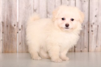 Pom-A-Poo Puppy for sale in MOUNT VERNON, OH, USA
