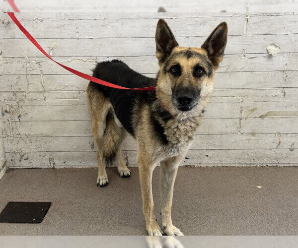 Medium Photo #1 German Shepherd Dog Puppy For Sale in San Bernardino, CA, USA