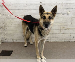 German Shepherd Dog Dogs for adoption in San Bernardino, CA, USA