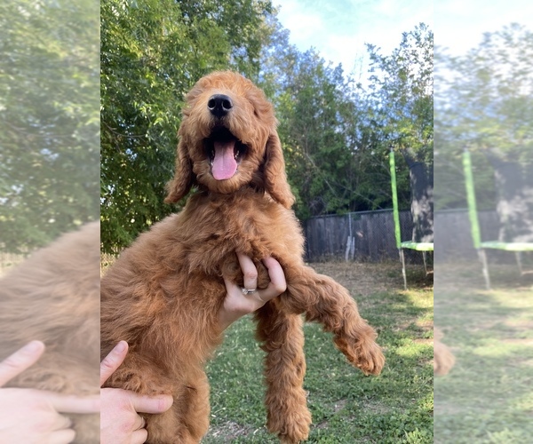 Medium Photo #4 Goldendoodle Puppy For Sale in CORNING, CA, USA