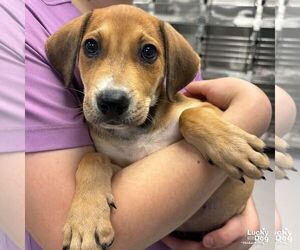 Mutt Dogs for adoption in Washington, DC, USA