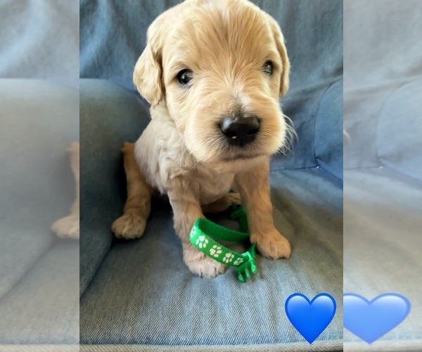 Medium Photo #6 Goldendoodle (Miniature) Puppy For Sale in NEWPORT, MN, USA