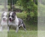 Small Photo #1 American Bully Puppy For Sale in CALLAWAY, MD, USA