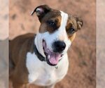 Small Photo #139 American Staffordshire Terrier Puppy For Sale in Kanab, UT, USA