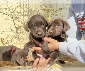 Labrador Retriever Puppy for sale in MORENO VALLEY, CA, USA